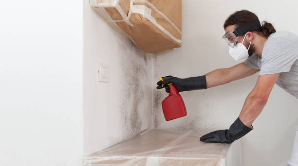 Professional Basement Mold Remediation technician working in Nashville, IL