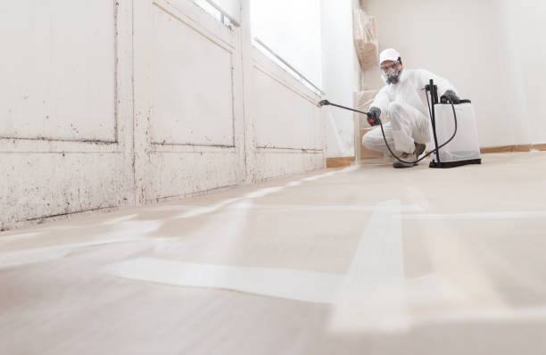 24/7 Emergency Basement Mold Remediation experts in Nashville, IL