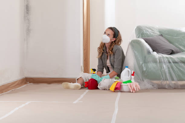 Reliable Basement Mold Remediation contractor in Nashville, IL by Mold Remediation HQ