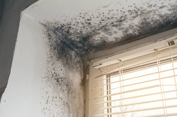 Affordable Basement Mold Remediation solutions in Nashville, IL