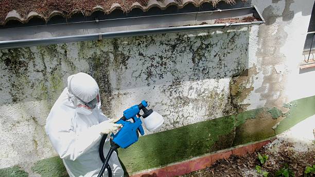 Top rated local Basement Mold Remediation specialists in Nashville, IL